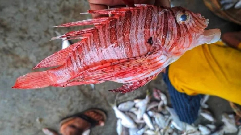 কুয়াকাটায় জেলের জালে বিরল বিষধর ‘লায়নফিশ’...