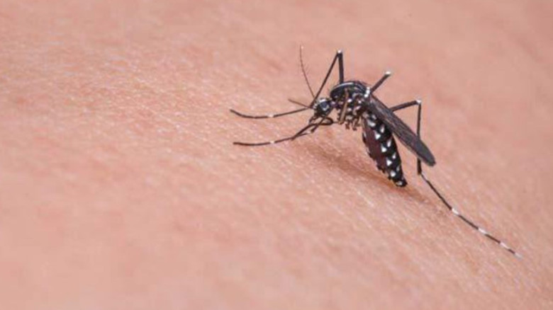 ডেঙ্গুতে লাশের মিছিলে আরও ৫ জন, ২৪ ঘণ্টায় হাসপাতালে ভর্তি ১